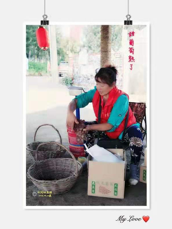 葡萄熟了
